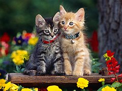 Two Cute